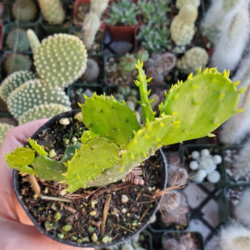 brazilian prickly pear cactus Brasiliopuntia brasiliensis 'Brazilian Prickly Pear'
