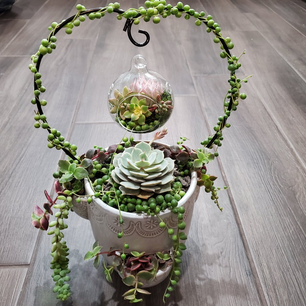 hanging pot succulents Hanging Terrarium Heart Trellis Arrangement Kit