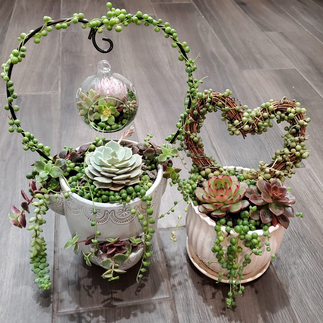 hanging terrarium plants Hanging Terrarium Heart Trellis Arrangement Kit