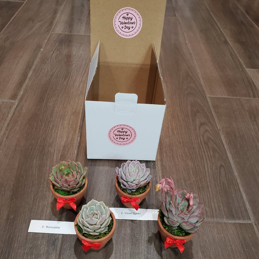 Valentine's Day Succulent Gift Box
