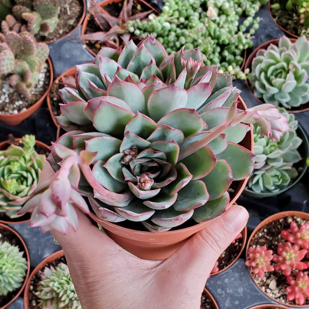 pulidonis succulent Echeveria 'Pulidonis'