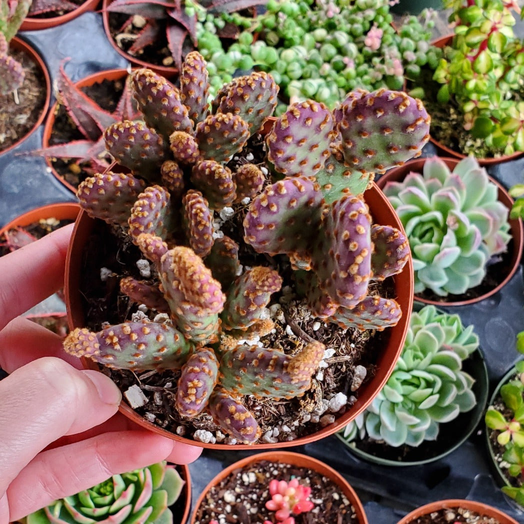 cinnamon on succulents Opuntia rufida minima 'Mini Cinnamon Cactus'