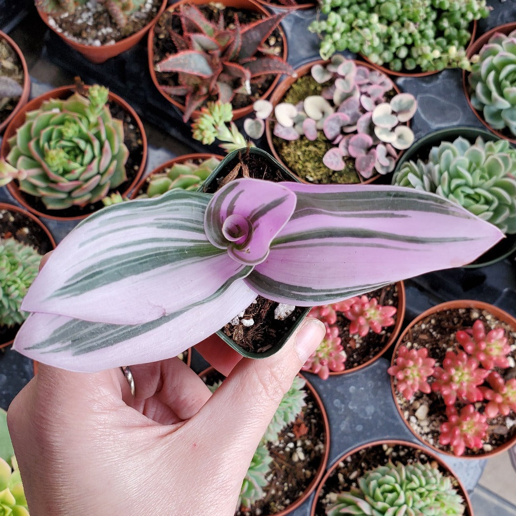 tradescantia nanouk succulent Tradescantia Nanouk