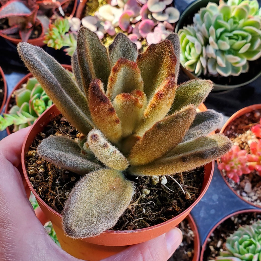 kalanchoe cinnamon succulent Kalanchoe tomentosa 'Teddy Bear'