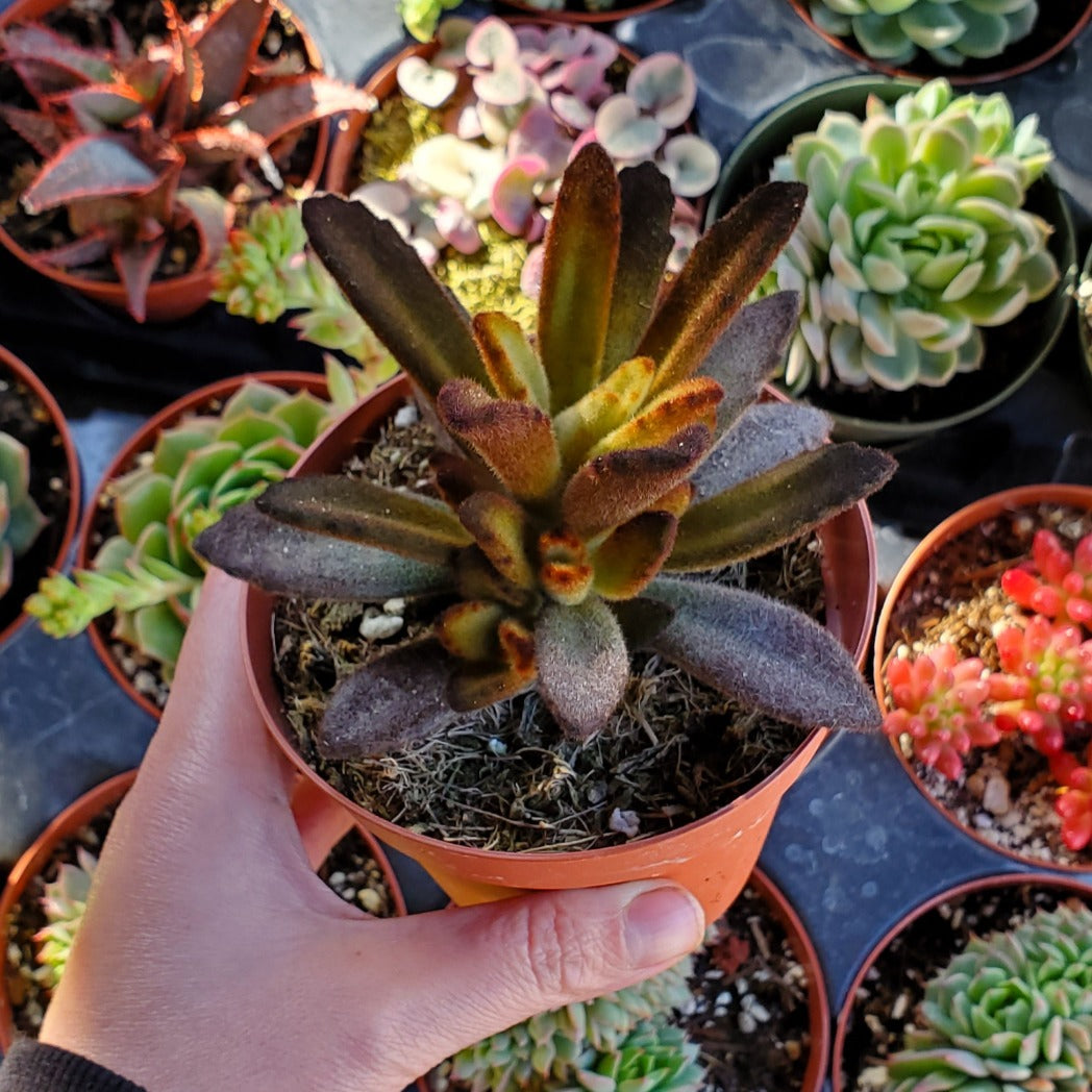 cinnamon on succulents Kalanchoe tomentosa 'Cinnamon'