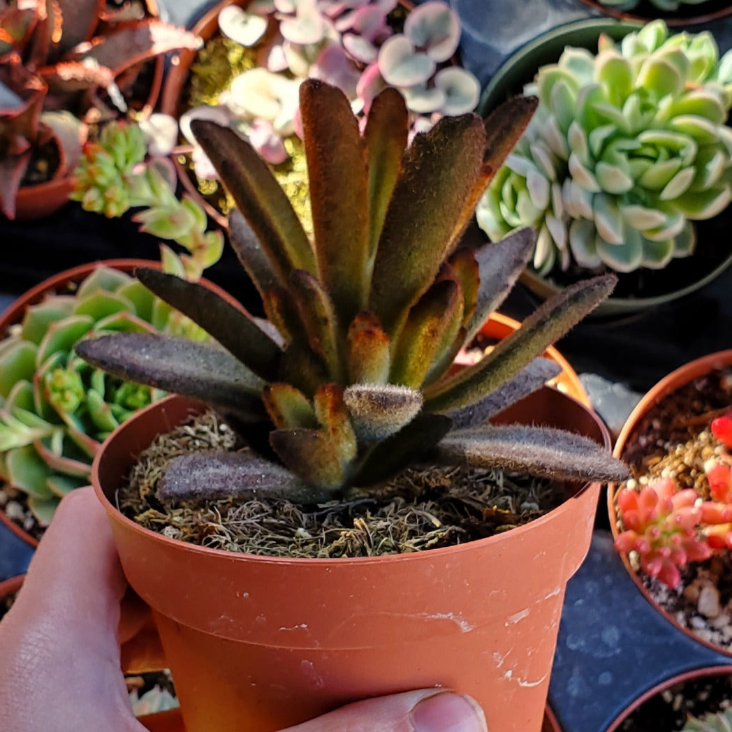 kalanchoe cinnamon succulent Kalanchoe tomentosa 'Cinnamon'