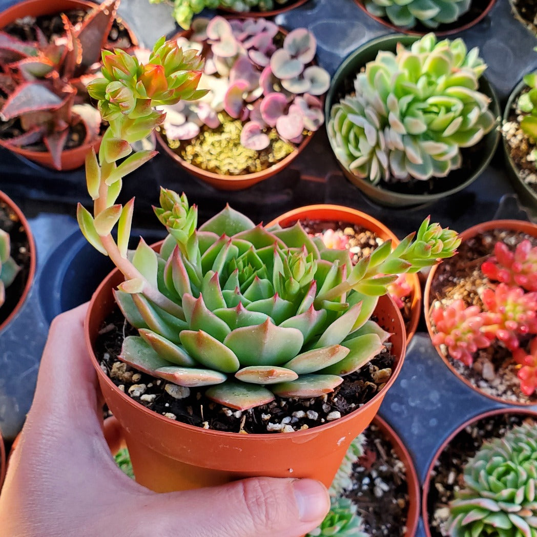succulent rustle Echeveria 'Ramillete'