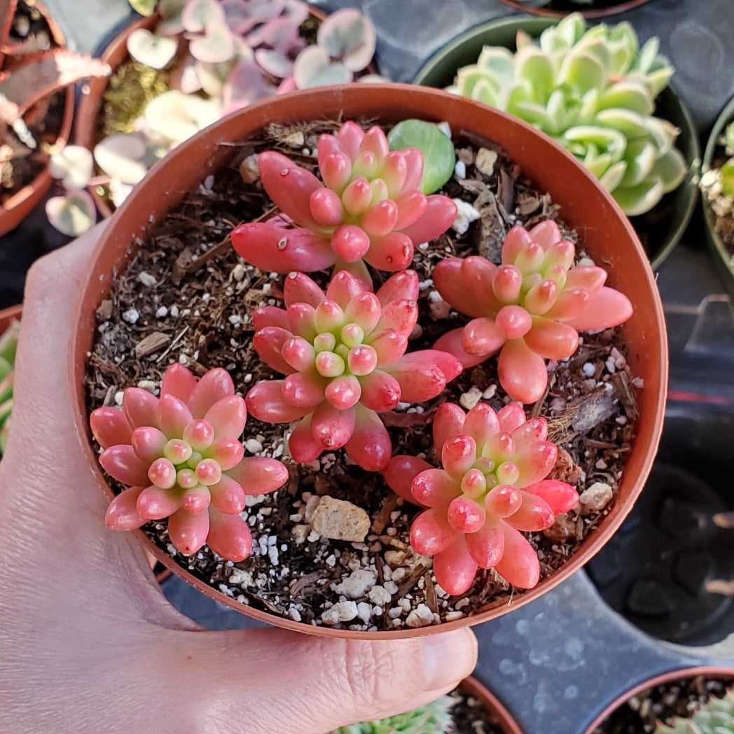 variegated jelly bean succulent Sedum rubrotinctum 'Aurora' or 'Pink Jelly Bean'