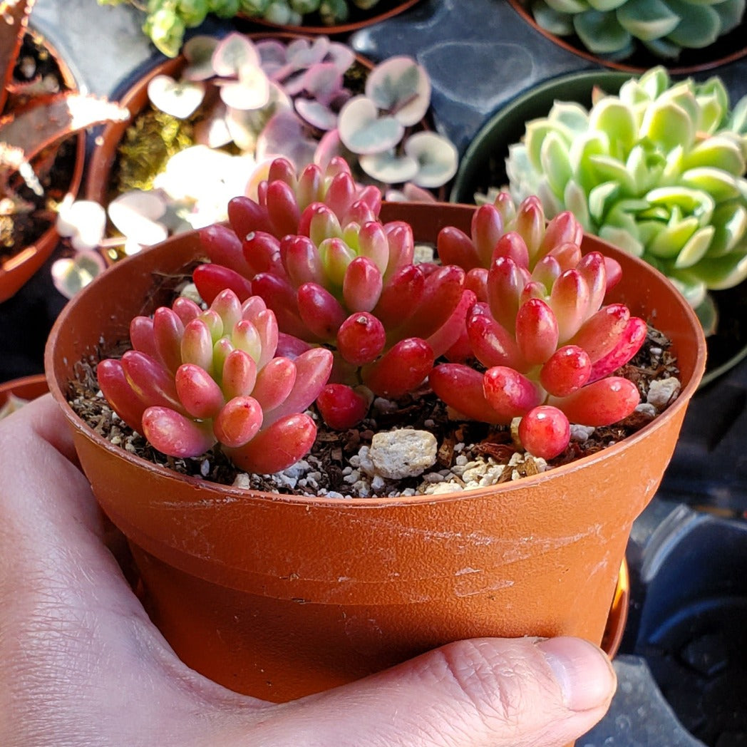 sedum succulent pink Sedum rubrotinctum 'Aurora' or 'Pink Jelly Bean'