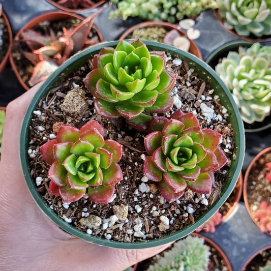 Sedeveria 'Letizia'