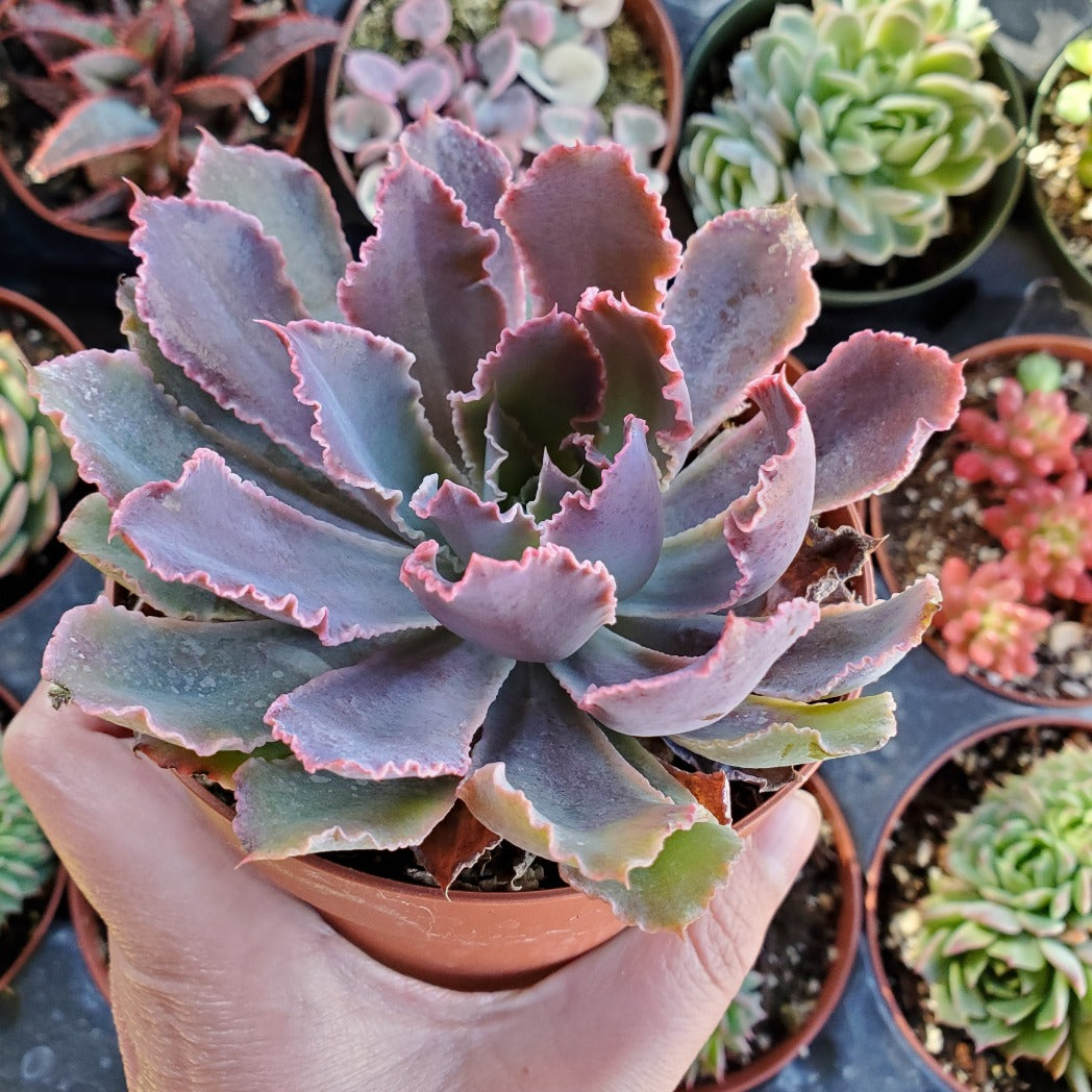 neon breaker succulent care Echeveria 'Neon Breakers' PP21406