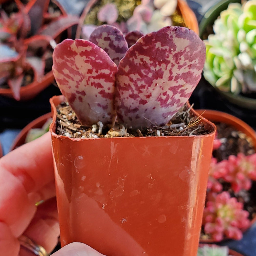 kalanchoe humilis succulent Kalanchoe humilis