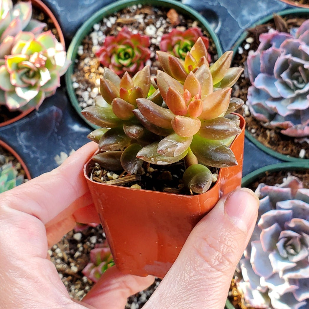 bead like succulent Sedeveria 'Jet Beads'