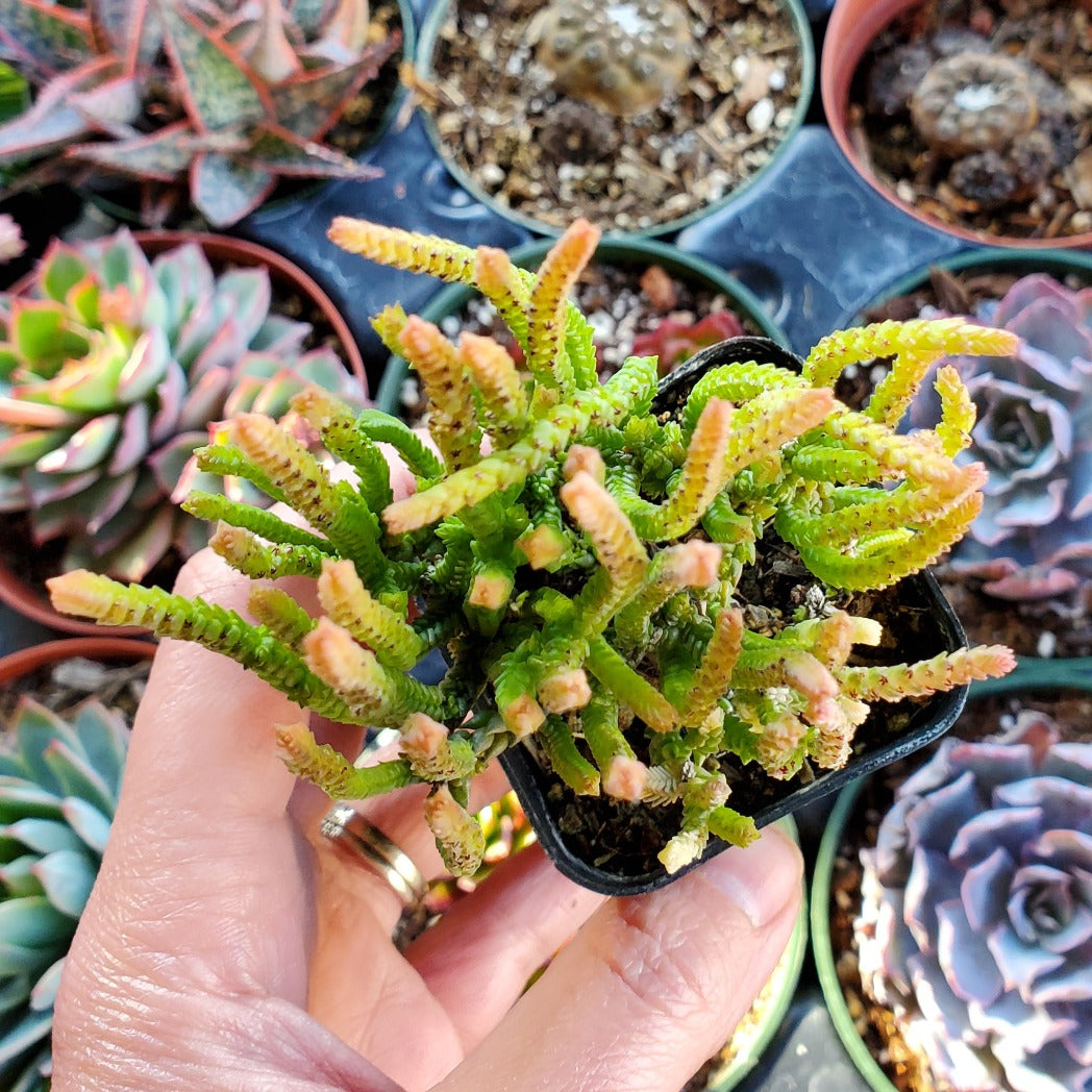 variegated watch chain succulent Variegated Crassula muscosa 'Variegated Watch Chain' or 'Zipper Plant'