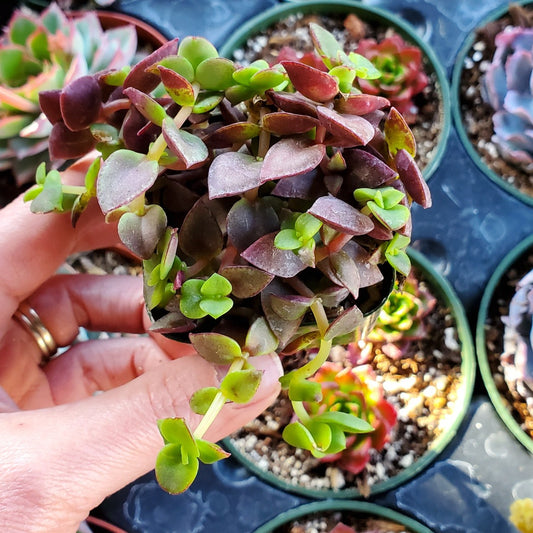 Crassula pellucida