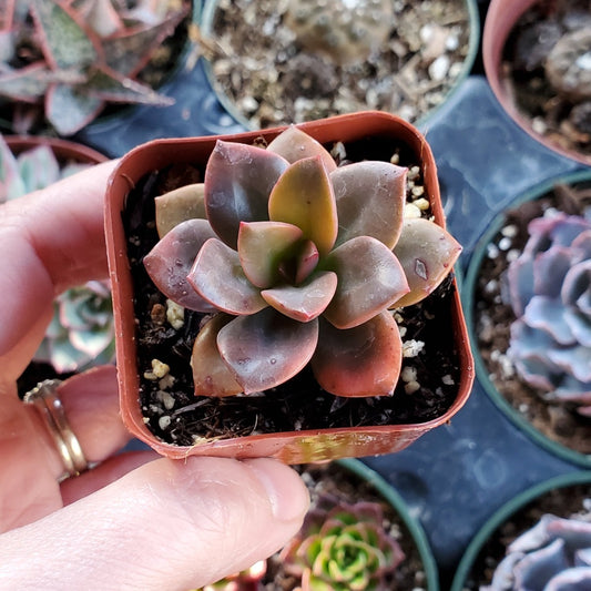 Echeveria 'Chroma'