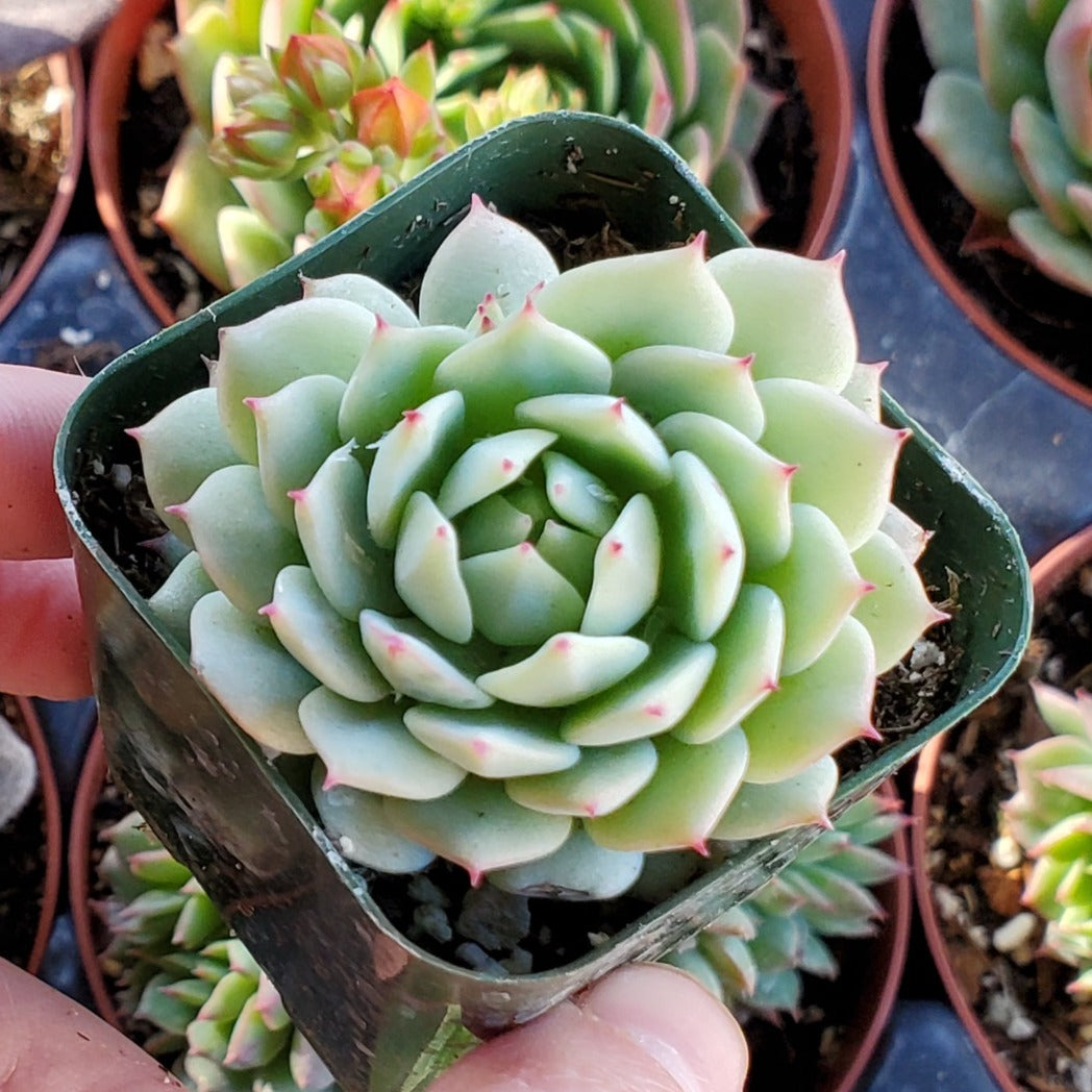 painted lady succulent Echeveria derenbergii 'Painted Lady”