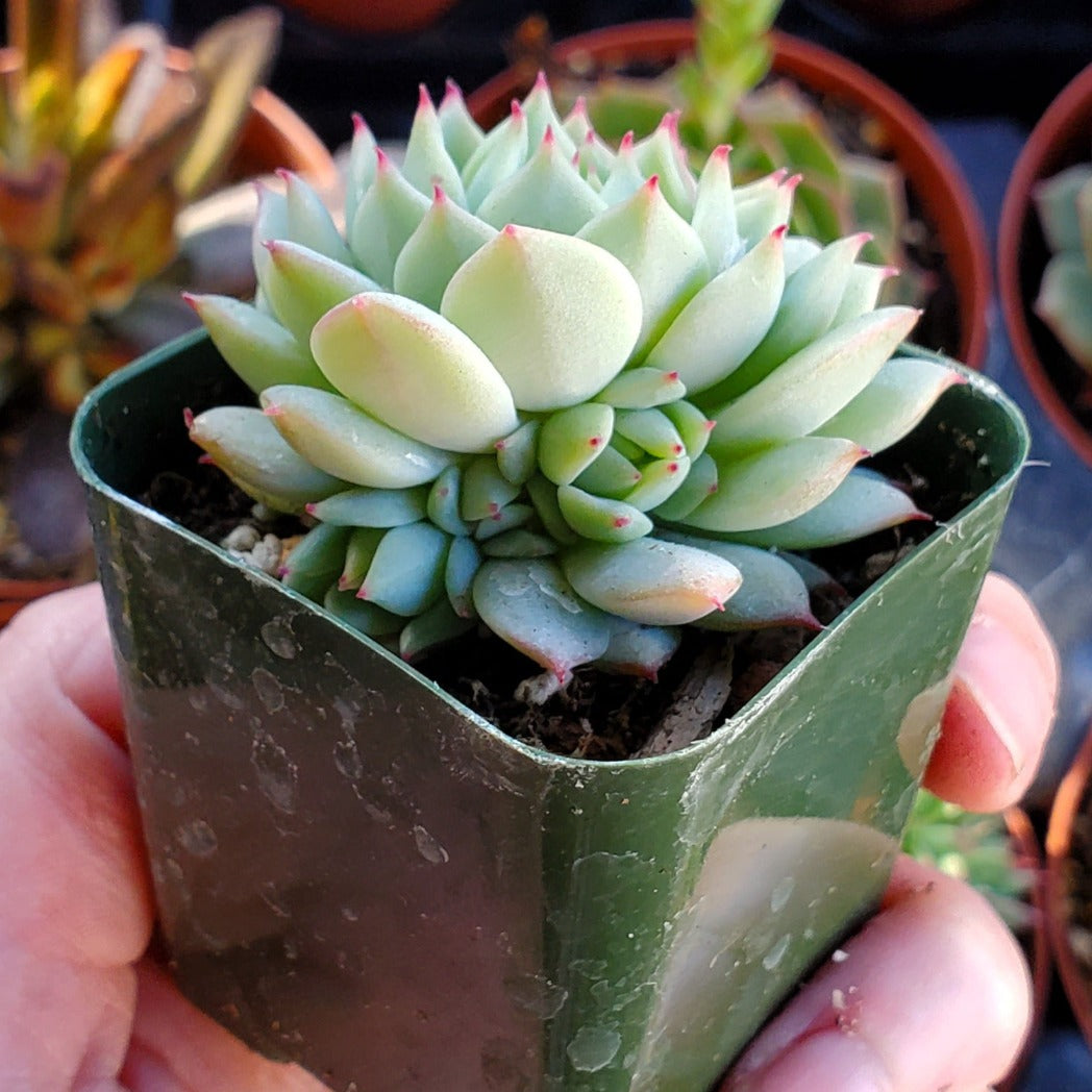 painted echeveria succulent Echeveria derenbergii 'Painted Lady”