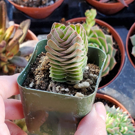 Crassula 'Buddha's Temple'
