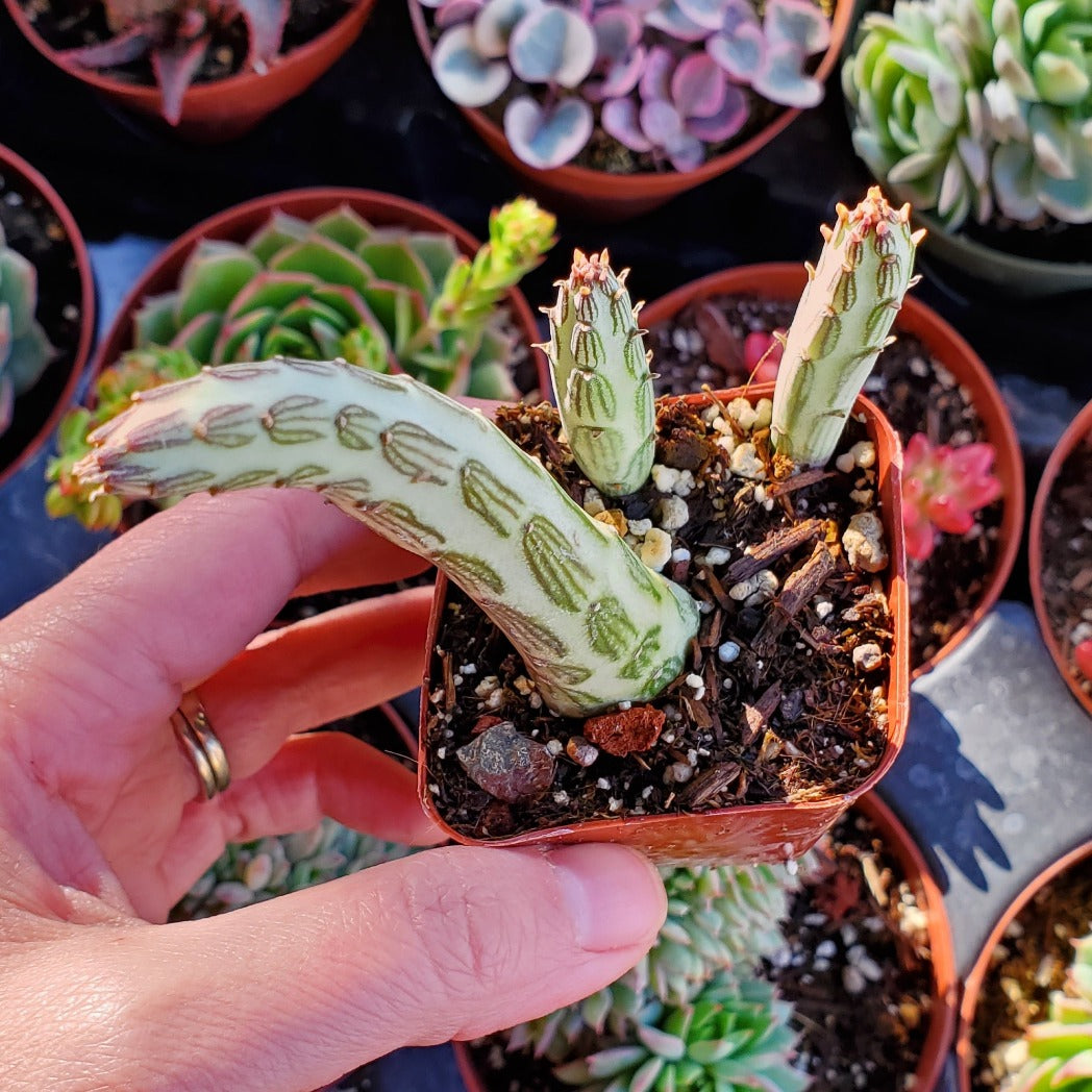 pickle plant succulent Senecio stapeliiformis 'Pickle Plant'