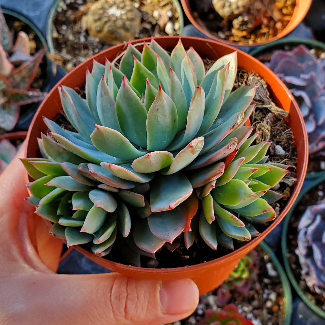 blue smoke succulent Echeveria 'Blue Mist'