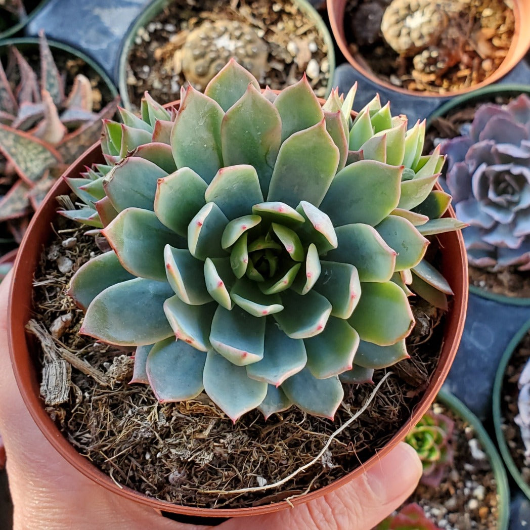 succulent misting Echeveria 'Blue Mist'