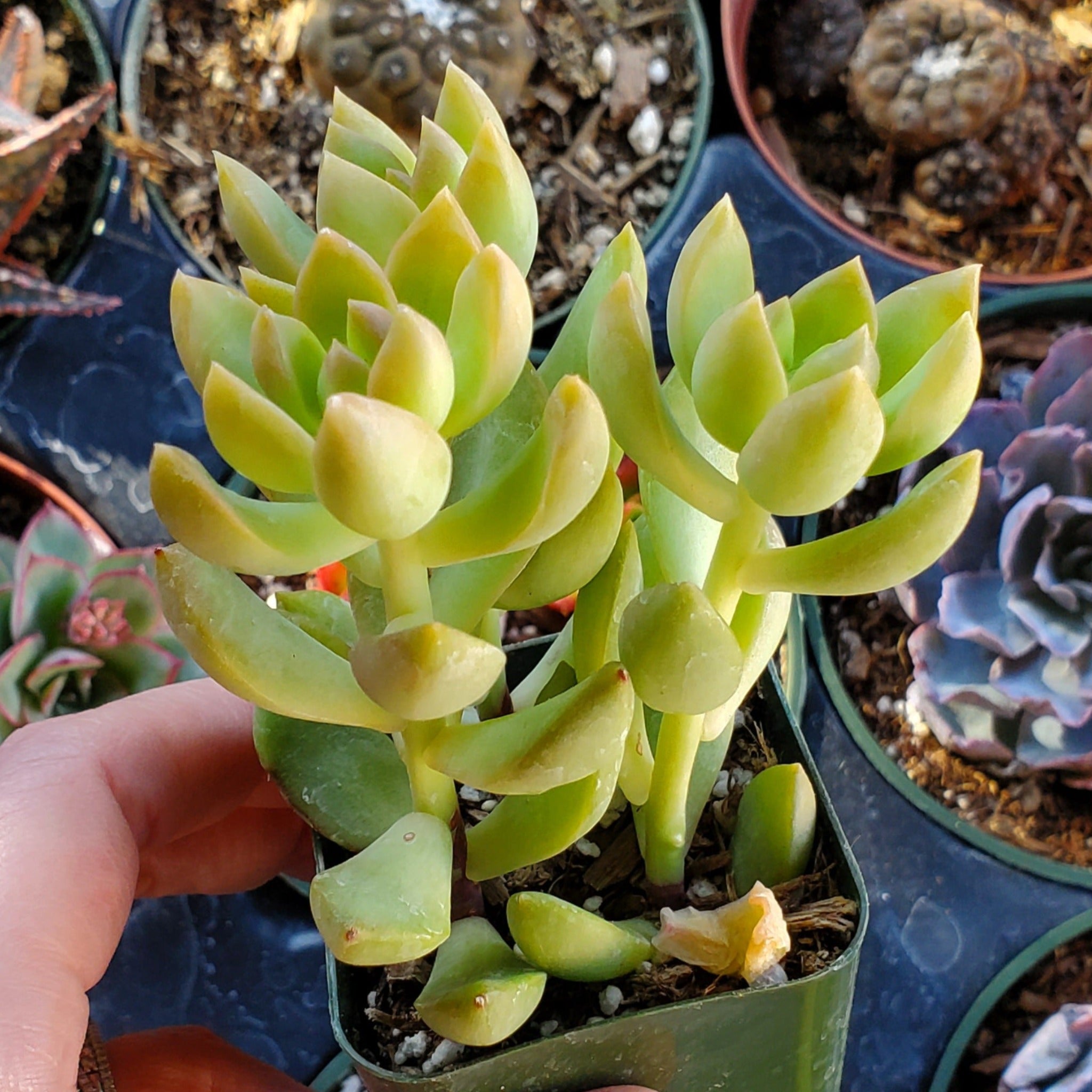 golden glow stonecrop succulent Sedum adolphi 'Golden Glow'