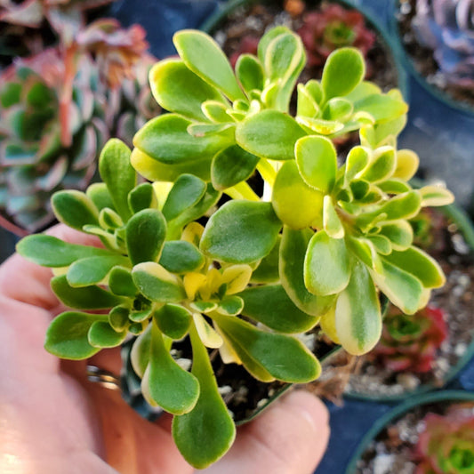 Aeonium domesticum Variegata