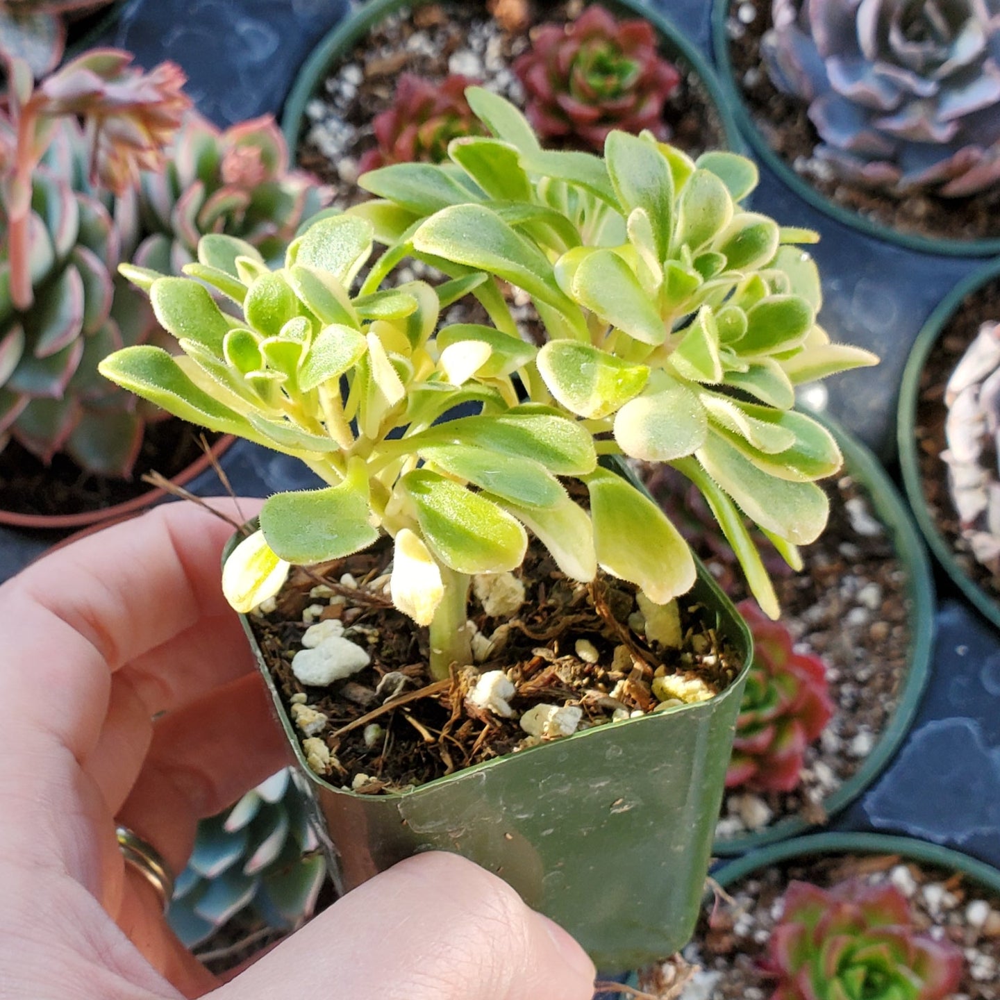 Aeonium domesticum Variegata | Rooted in Paradise Succulent Studio ...