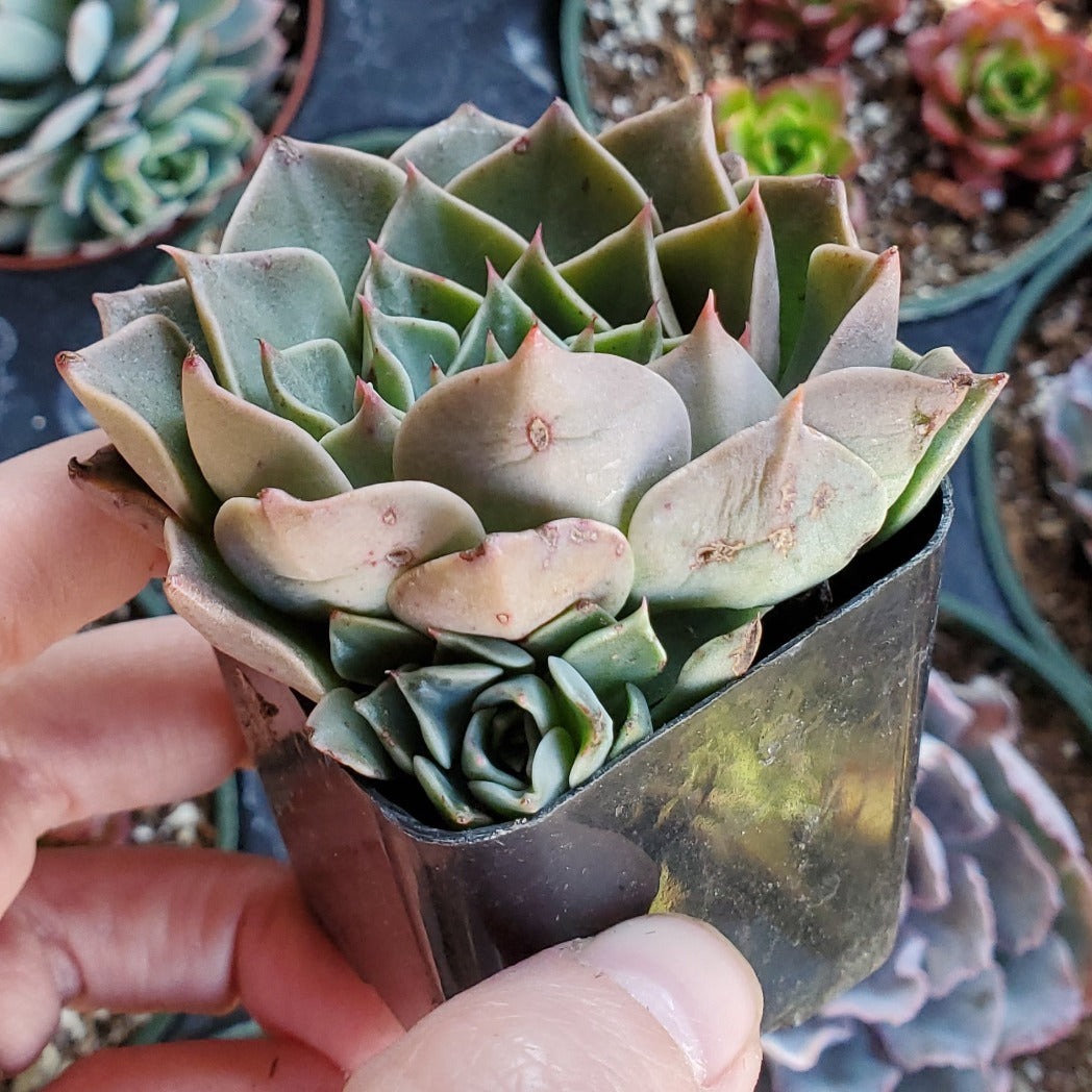 giant cutix succulent Tacipetalum 'Vega'