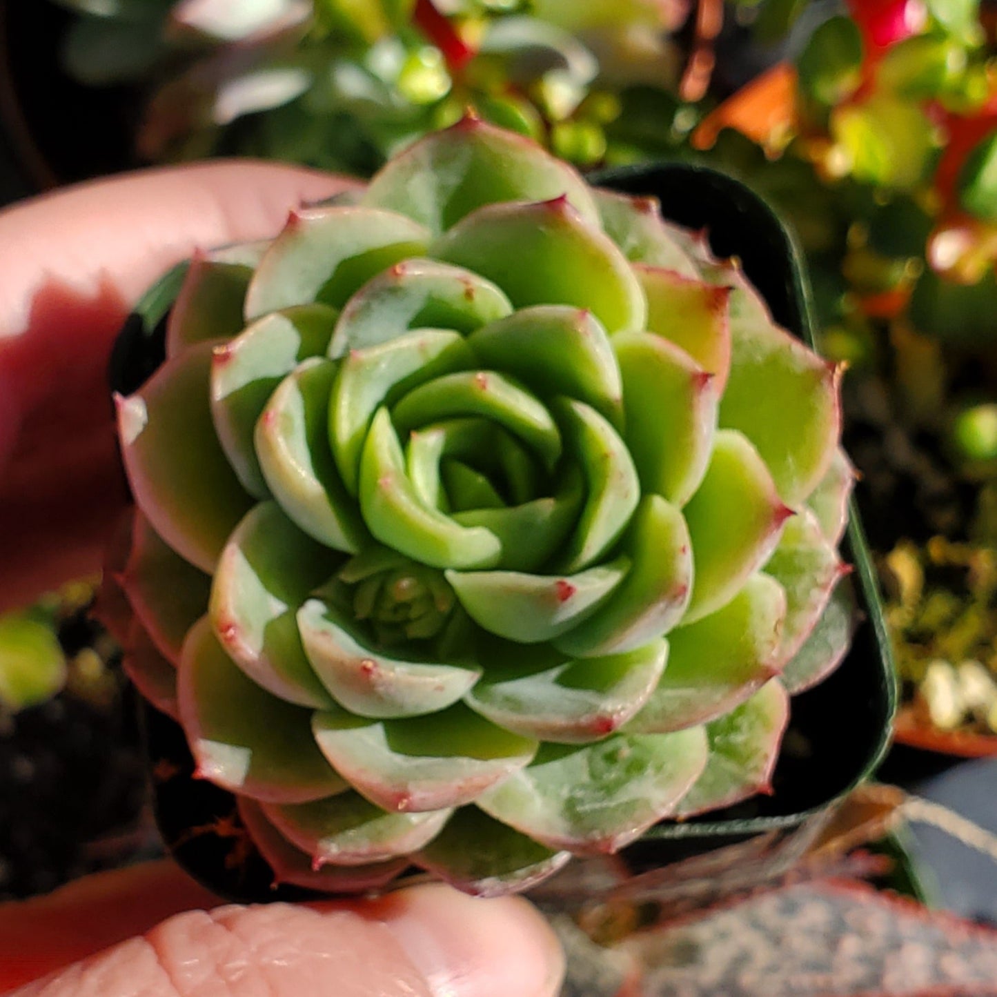 Echeveria 'Lime n' Chile'