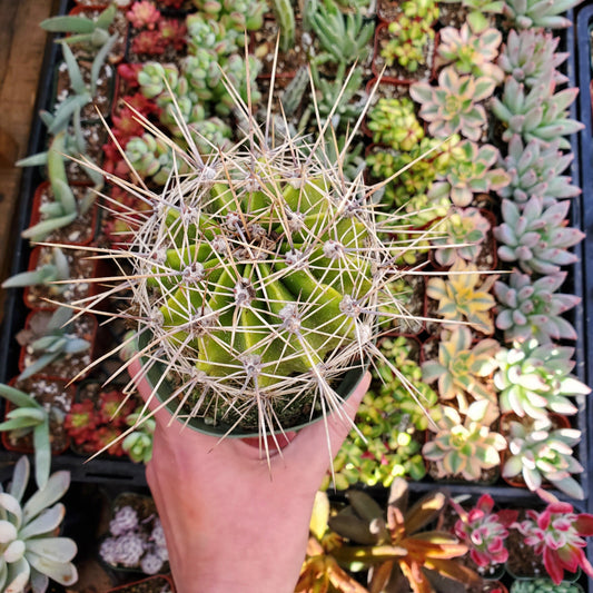 Echinocereus sp