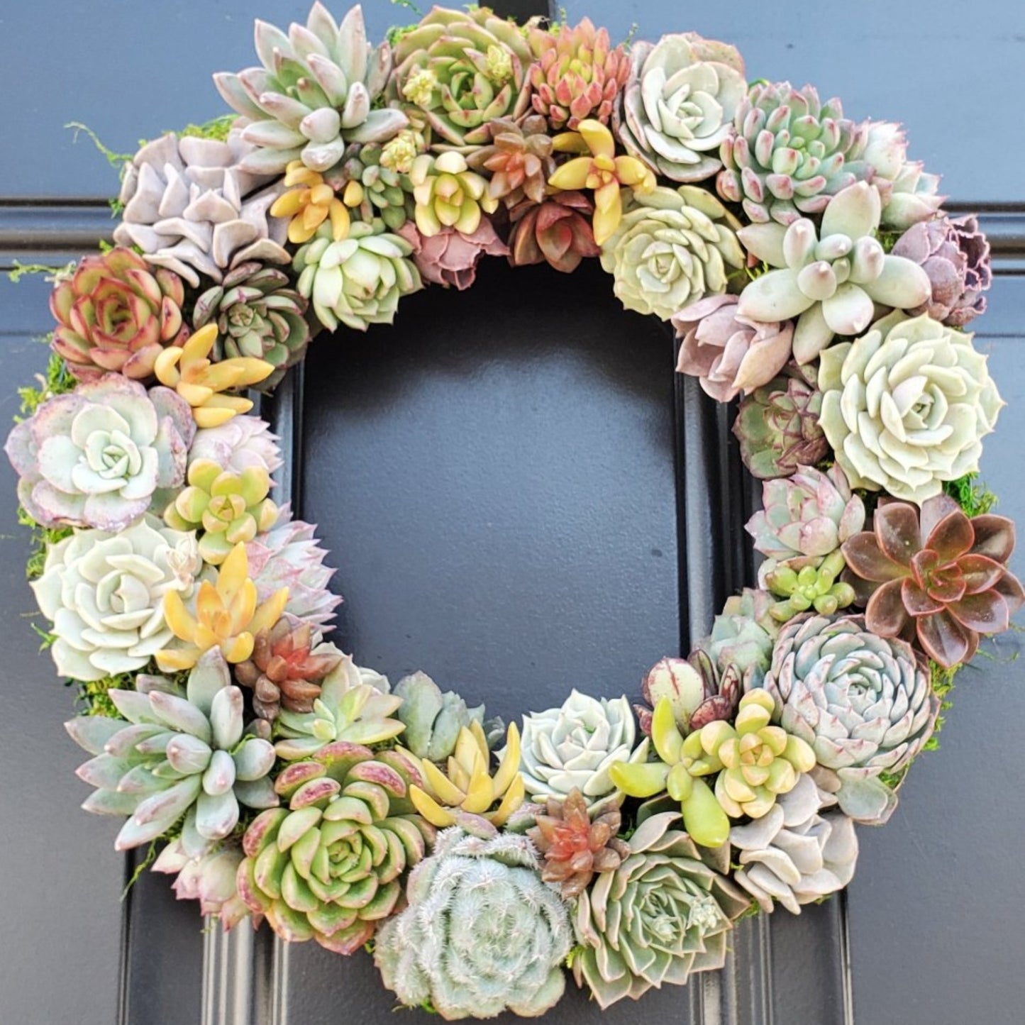 Holly Harvest Living Wreath