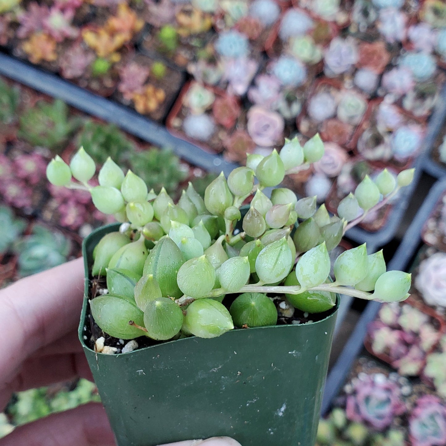 Senecio herreanus 'String of Tears'