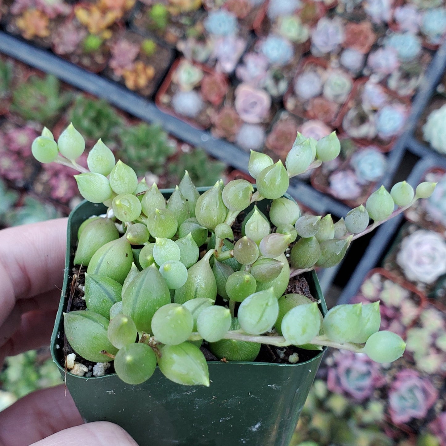 Senecio herreanus 'String of Tears'