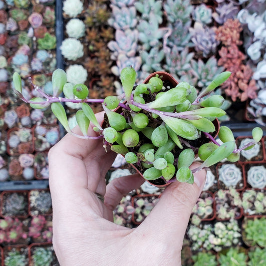 Othonna capensis 'Ruby Necklace'