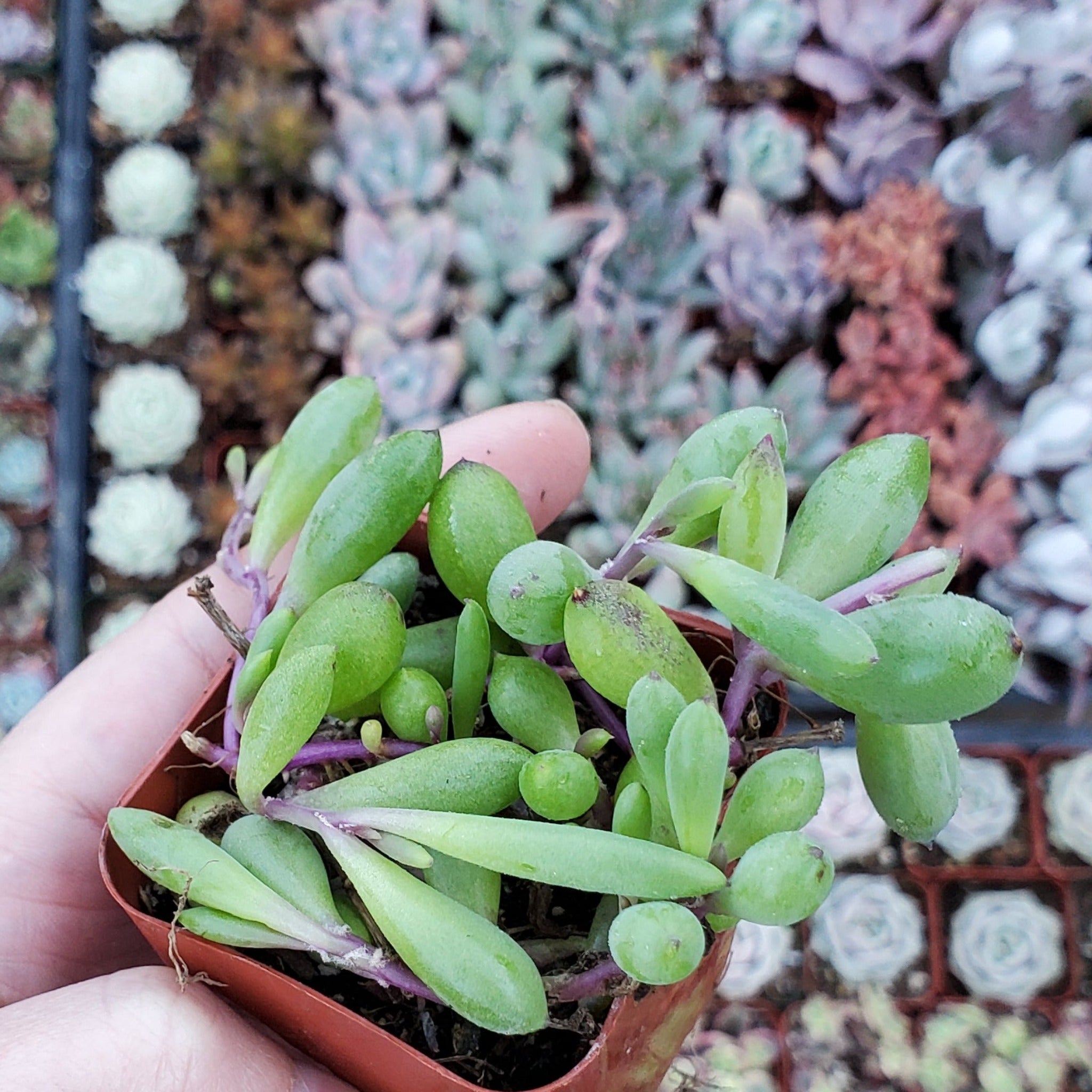 ruby necklace succulent plant Othonna capensis 'Ruby Necklace'
