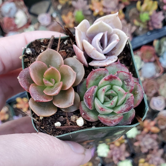 Echeveria Mix (Pink, Red & Green)