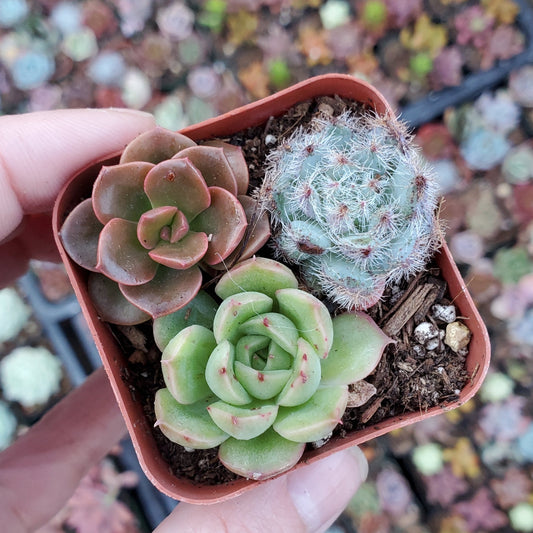 Echeveria Mix (Blue, Red & Green)