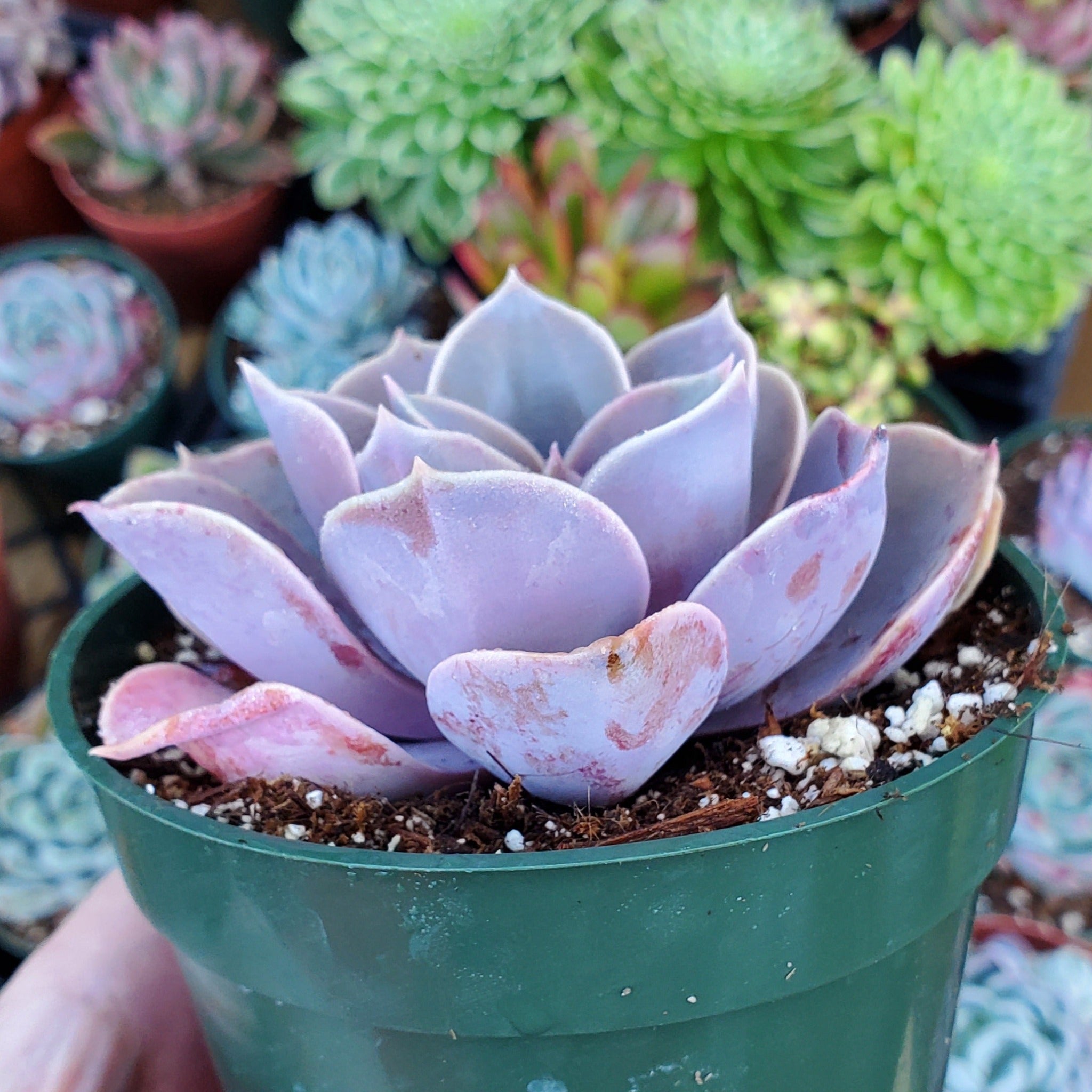 purple leaf succulent plant Echeveria 'Purple Pearl'