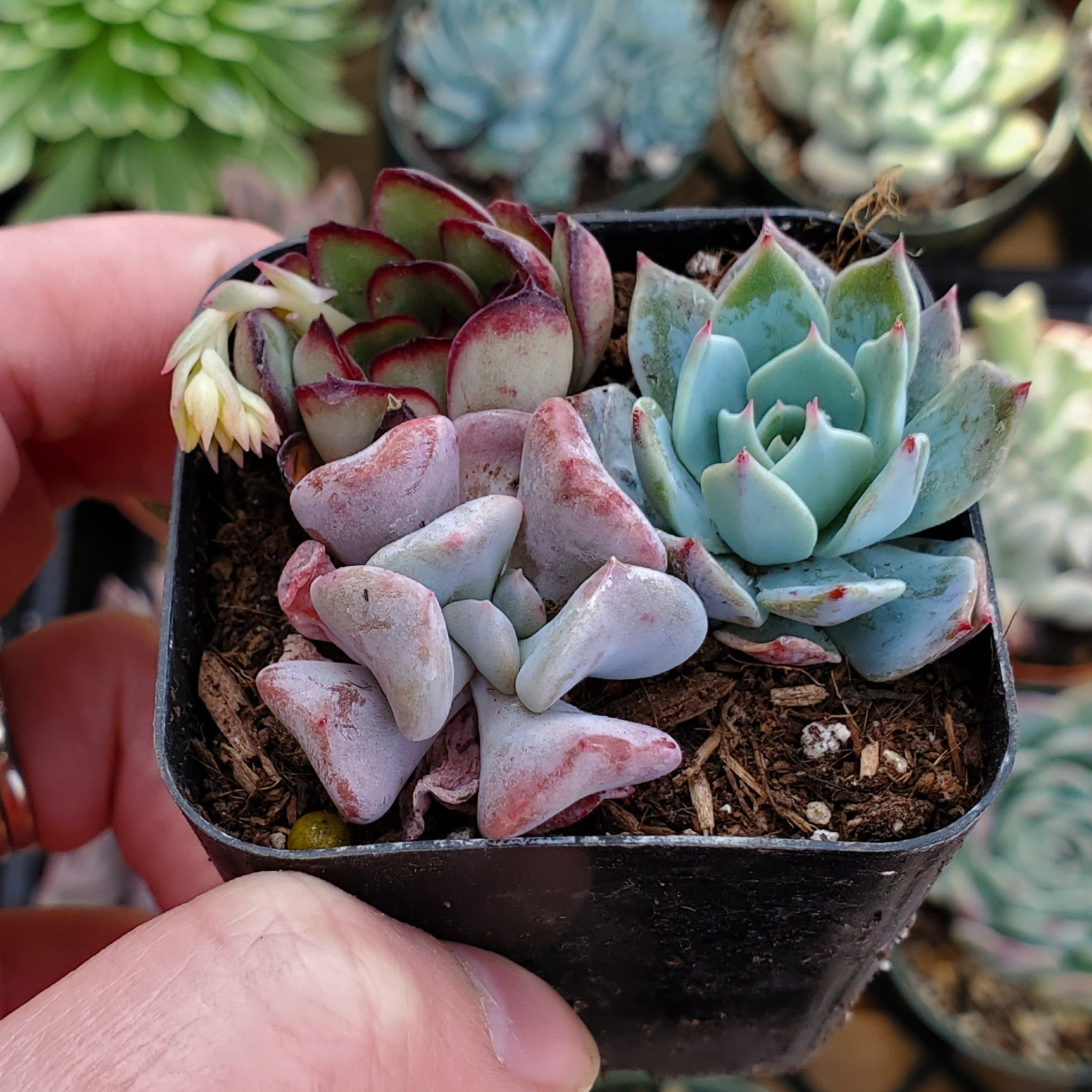 pink and blue succulents Echeveria Mix (Blue, Pink, Red & Green)