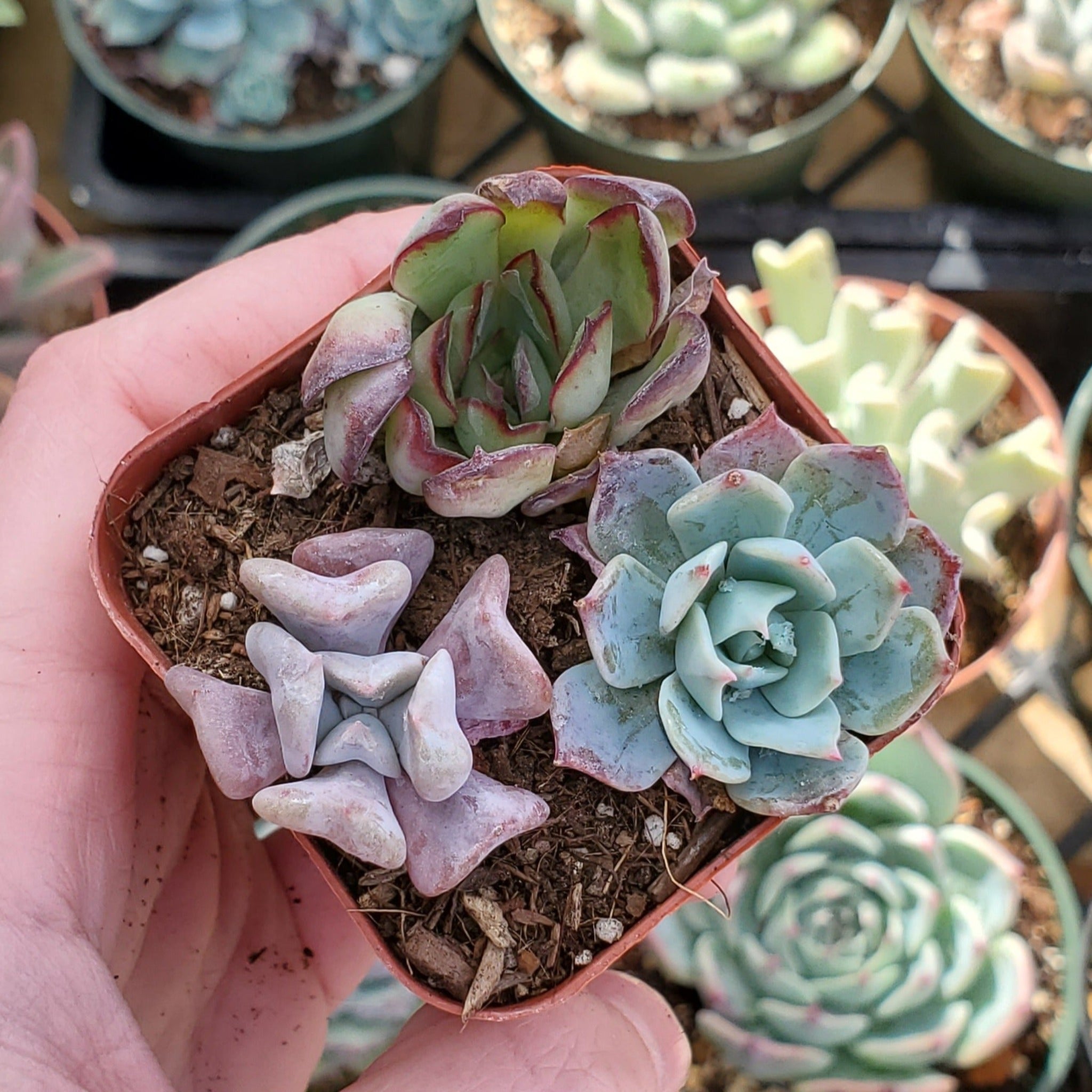 blue and pink succulent Echeveria Mix (Blue, Pink, Red & Green)