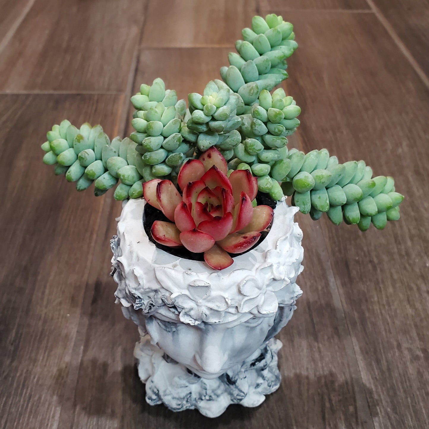 Succulent Goddess Arrangement In Black and White Marbled Planter