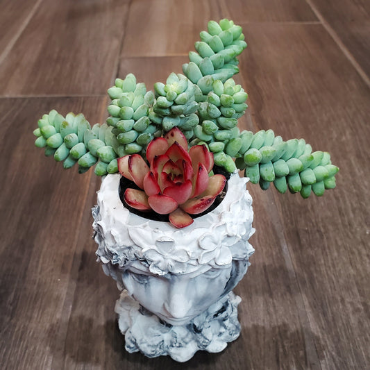 Succulent Goddess Arrangement In Black and White Marbled Planter