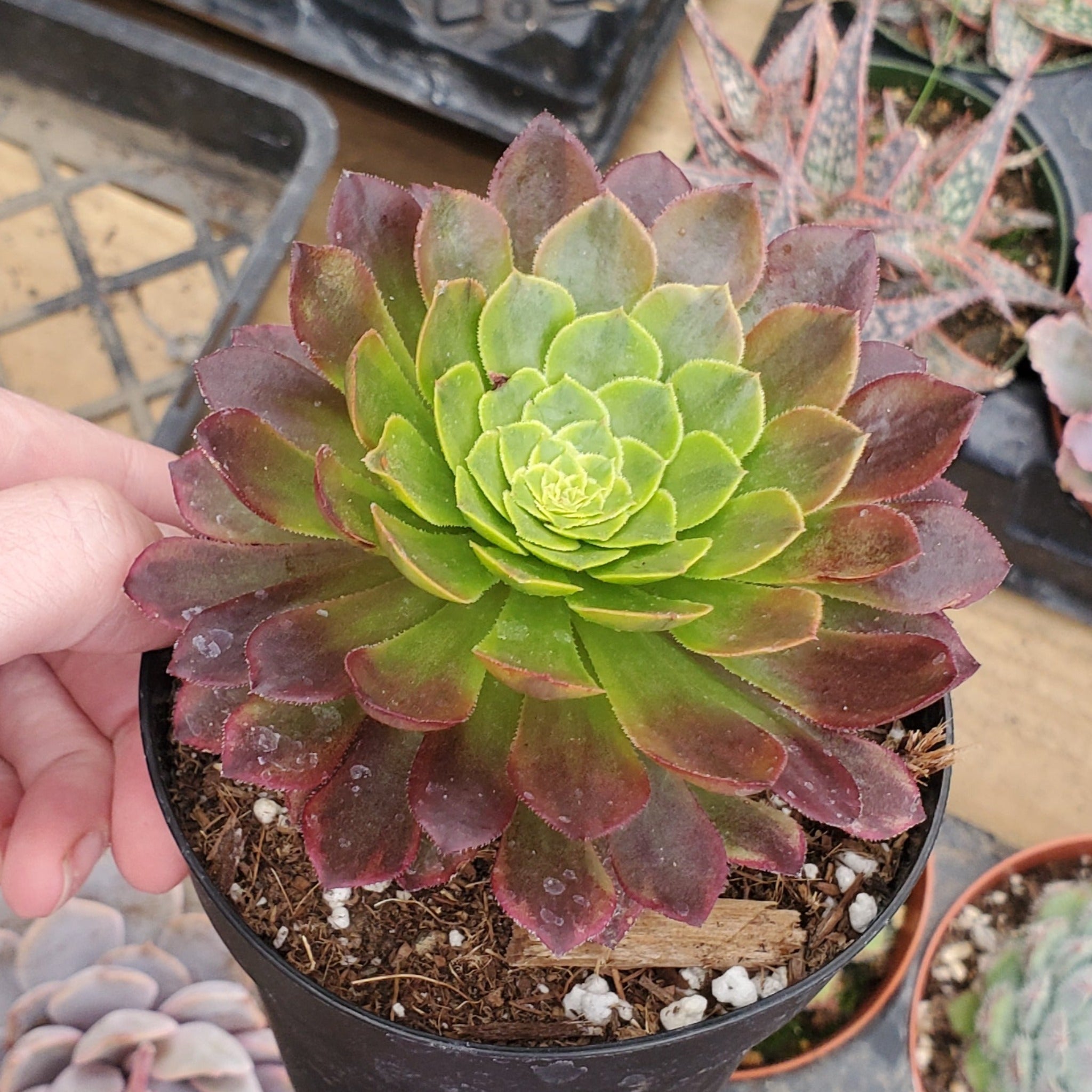 fiesta succulent Aeonium 'Fiesta'