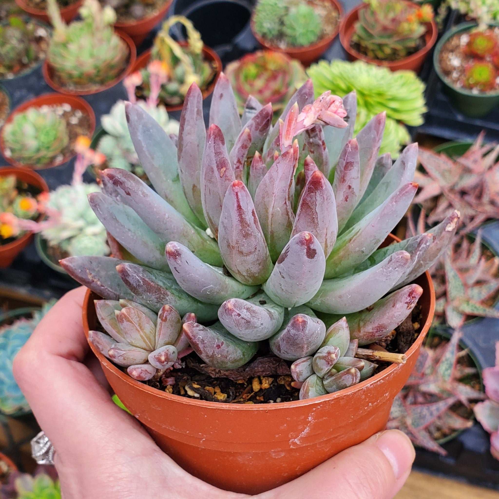 succulent pachyveria Pachyveria 'Yvonne'