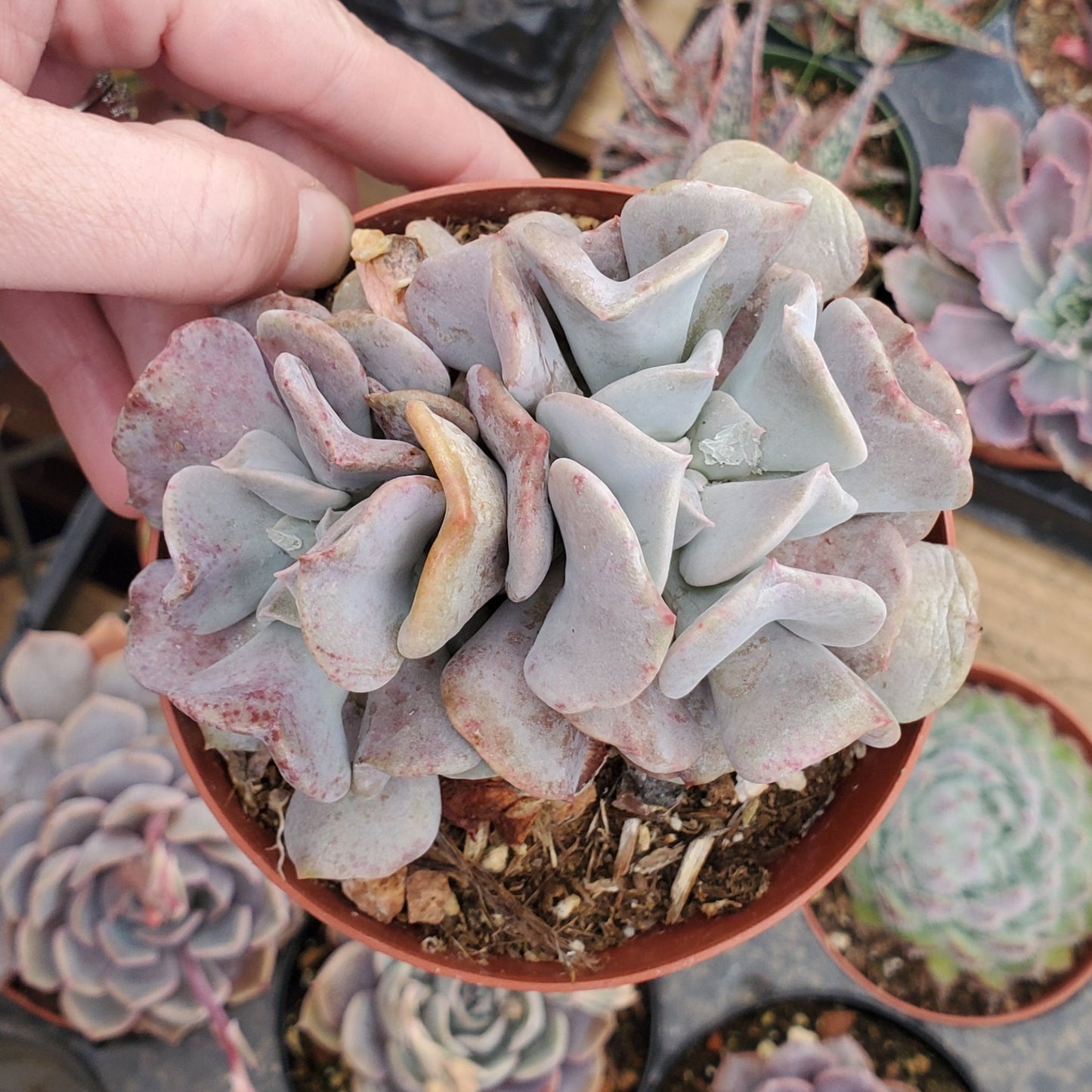 Echeveria 'Cubic Frost' PP27527