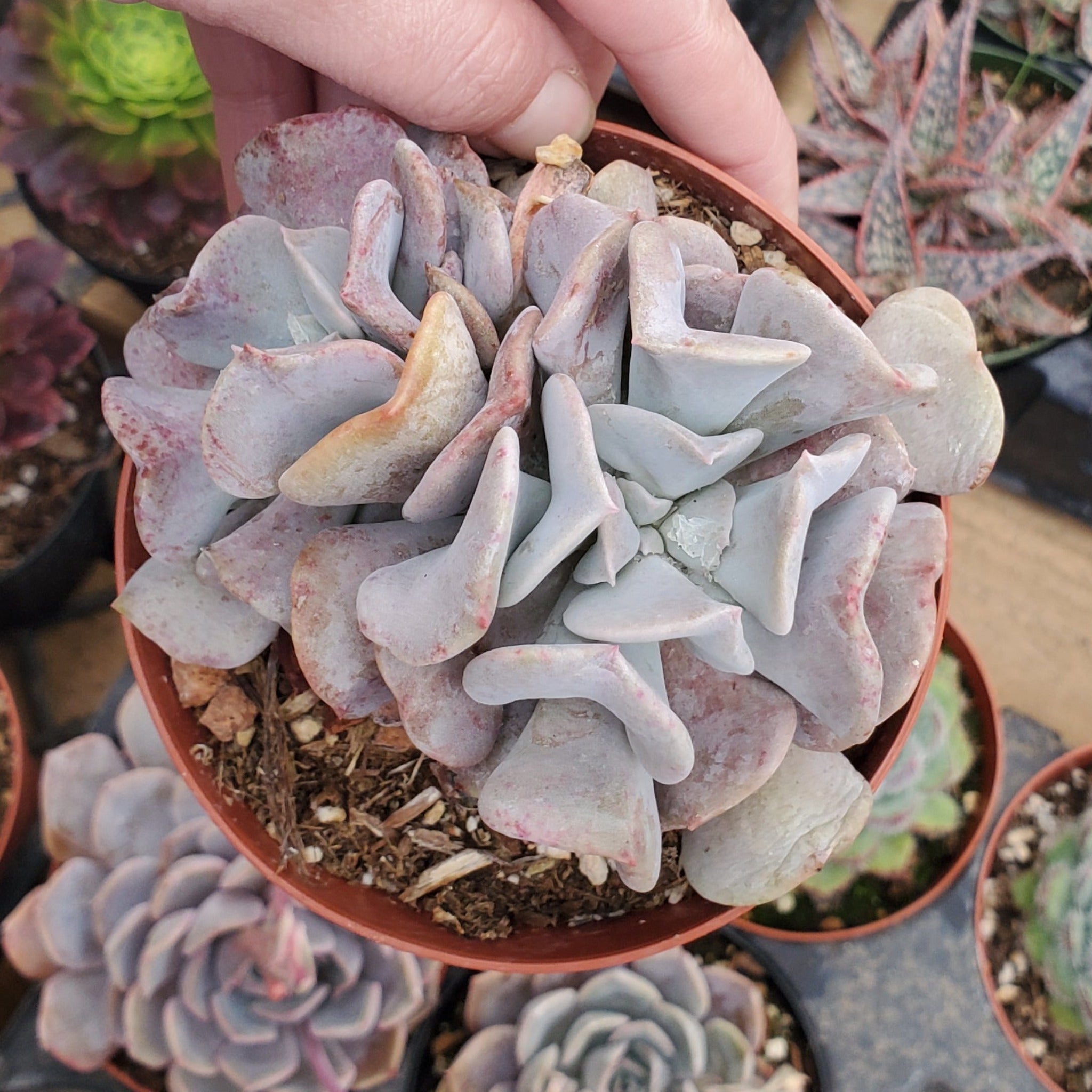 frozen succulent Echeveria 'Cubic Frost' PP27527