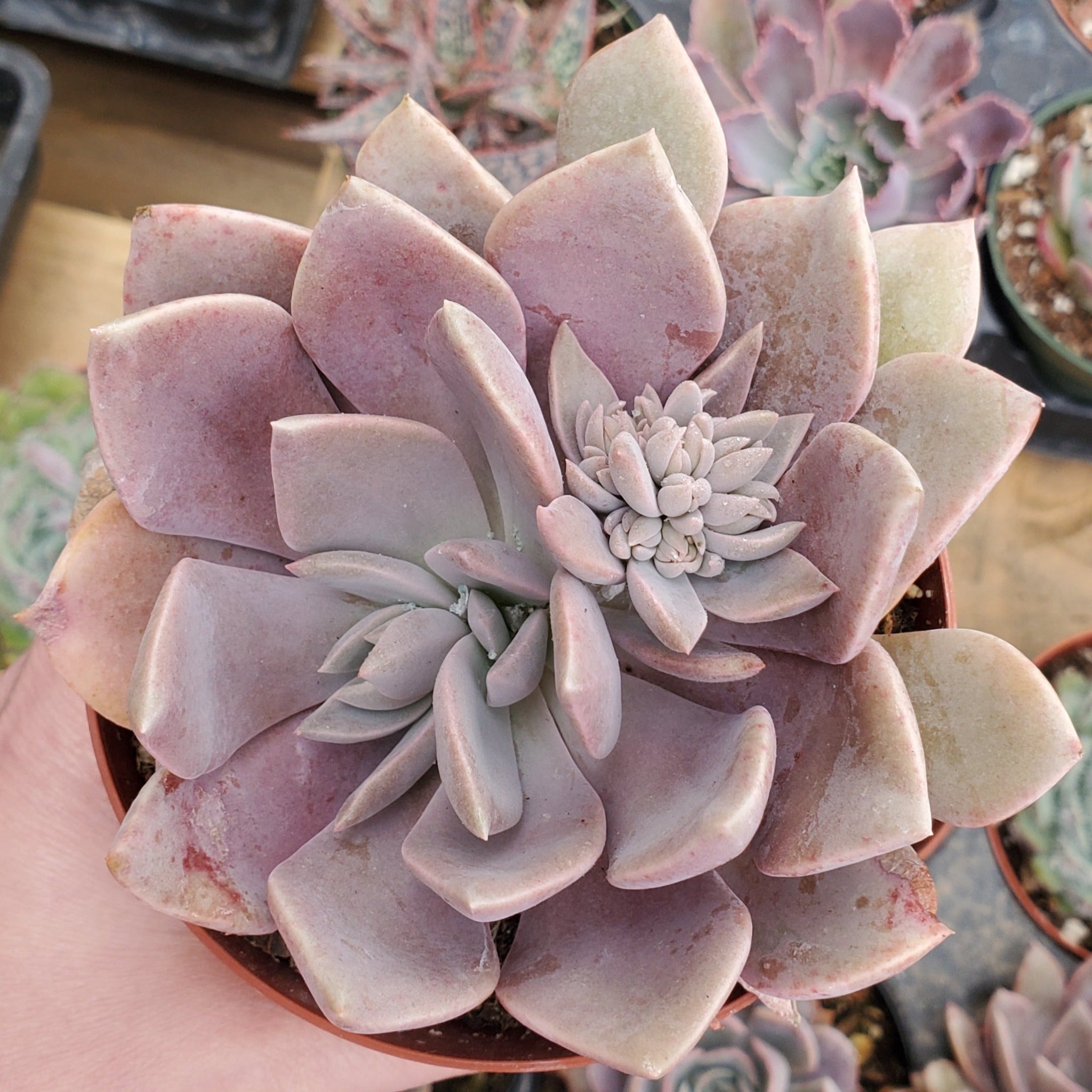 graptoveria debbie succulent Graptoveria 'Debbie'