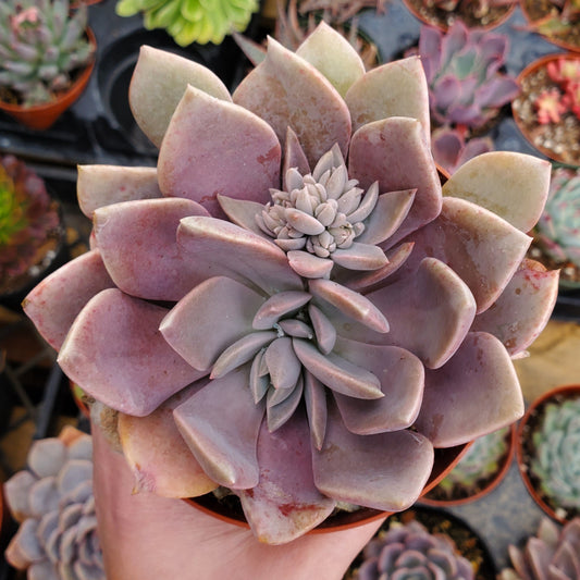 Graptoveria 'Debbie'